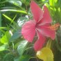 Hibiskus-Blüte<br />					