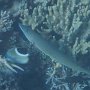 Zigarren-Lippfisch + andere Riff-Fische