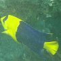 Blaugelber Zwerg-Kaiserfisch