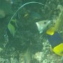 Fische in allen Formen und Farben am Hausriff von Nanuya-Island-Resort