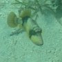 junger Gelbsaum-Drückerfisch