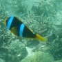 Clarks-Anemonenfisch
