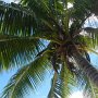Kokospalme am Strand<br />					