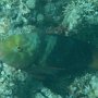 Oliven-Papageifisch (Männchen)