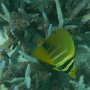 junger Indischer Segelflossen-Doktorfisch