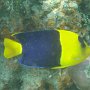 Blaugelber Zwerg-Kaiserfisch