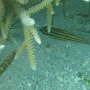 Schwarzstreifen-Kardinalbarsch + junger Junker-Lippfisch