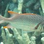 Violetter Soldatenfisch