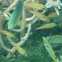 kleine Kardinal-Barsche + andere Riff-Fische
