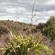 im Tongariro-Nationalpark