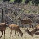 wenn es schon keine Wildtiere gibt auf der Nordinsel Neuseelands, dann Damhirsche im Zuchtgehege