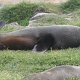 meistens liegen die Tiere faul herum