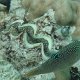 Falschaugen-Krugfisch oder -Spitzkopfkugelfisch<br />					