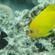 junger Weissdorn-Segelflossen-Doktorfisch + Zitronen-Zwergkaiserfisch