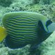 Imperator-Kaiserfisch