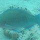 Hellblauer Papageifisch (Männchen)