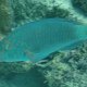 Blauband-Papageifisch
