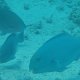 verschiedene Papagei-Fische, Sträflings-Doktorfisch + See-Gurken