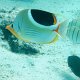 Sattelfleck-Falterfisch + andere Riff-Fische