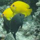 Zitronen-Zwergkaiserfische + Bürstenzahn-Doktorfische