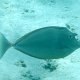junger Blauklingen-Nasendoktorfisch