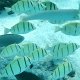 Pastell-Hechtlippfisch (Weibchen) in Schwarm von Sträflings-Doktorfischen
