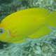 Zitronen-Zwergkaiserfisch
