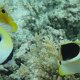 Fähnchen-Falterfisch, Tränen-Falterfisch + Sattelfleck-Falterfisch