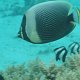 Perlen-Falterfisch + Riff-Barsche
