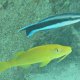 Zitronen-Barbe + Grosser Putzer-Lippfisch