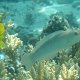 Komma-Messerlippfisch neben Zitronen-Zwergkaiserfisch