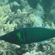 Blauer Vogellippfisch (Männchen)