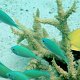 Blaugrüne Chromis + Zitronen-Falterfisch