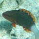 Schweins-Lippfisch