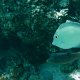 Falschaugen-Krugfische + junger Nasen-Doktorfisch
