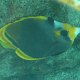 Schwarzer Falterfisch