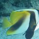 Malayen-Wimpelfisch