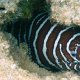 Zebra-Muräne