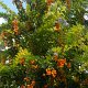 Strauchbeeren in der Hotelanlage<br />					