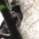 die Vogelwelt ist selten sichtbar