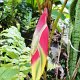 exotische Blüten im Hotelgarten<br />					