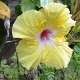 'Yellow Hybiskcus' (gelber Hibiskus) heisst das Hotel-Restaurant<br />					
