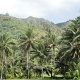 Berg-Landschaft auf Rarotonga<br />					