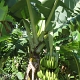 Bananenstaude