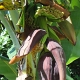 Blüte der Bananenstaude