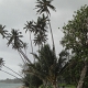 Palmenstrand an der Südwest-Küste von Rarotonga<br />					