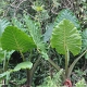typische Regenwald-Pflanzen<br />					