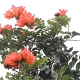 Flamboiant-Blüten<br />					
