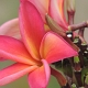 Rarotonga wird auch die Blumen-Insel genannt<br />					
