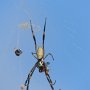 Spinne vor unserem Bungalow